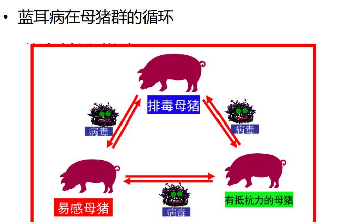 女人z00和猪人与猪的奇妙交织，zooskoolknotty的探索之旅-第1张图片