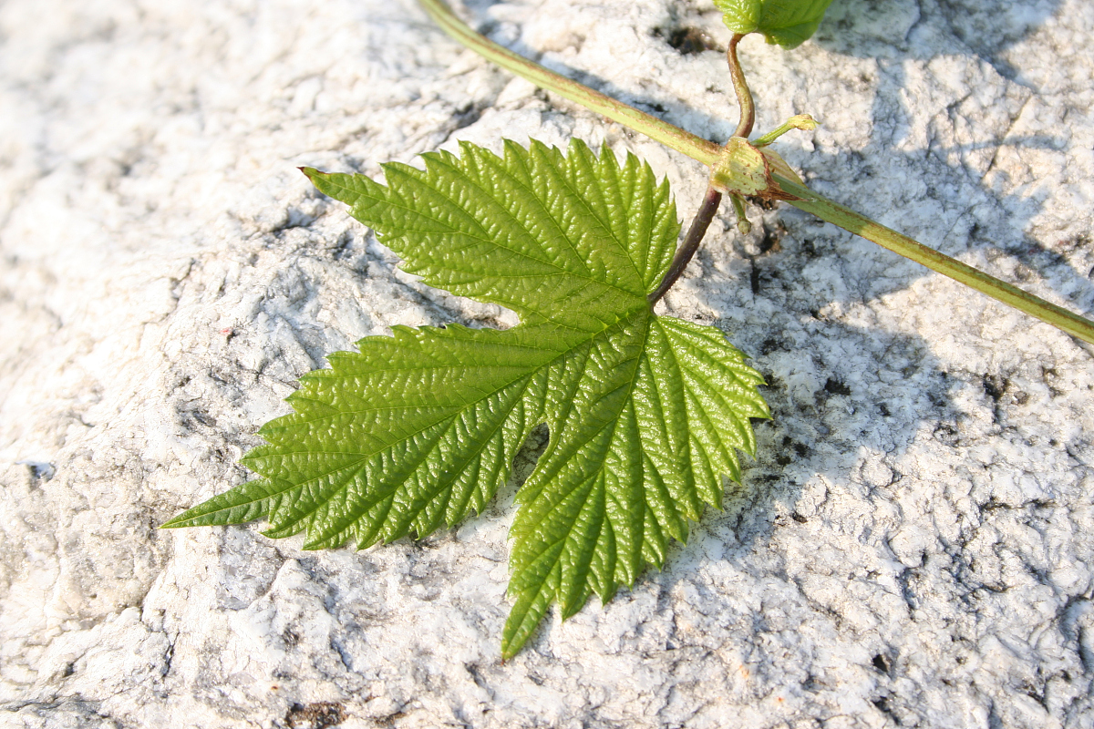含羞草实验研所入口直接进入图片含羞草实验研所，探索自然奥秘，迎接2021-第3张图片