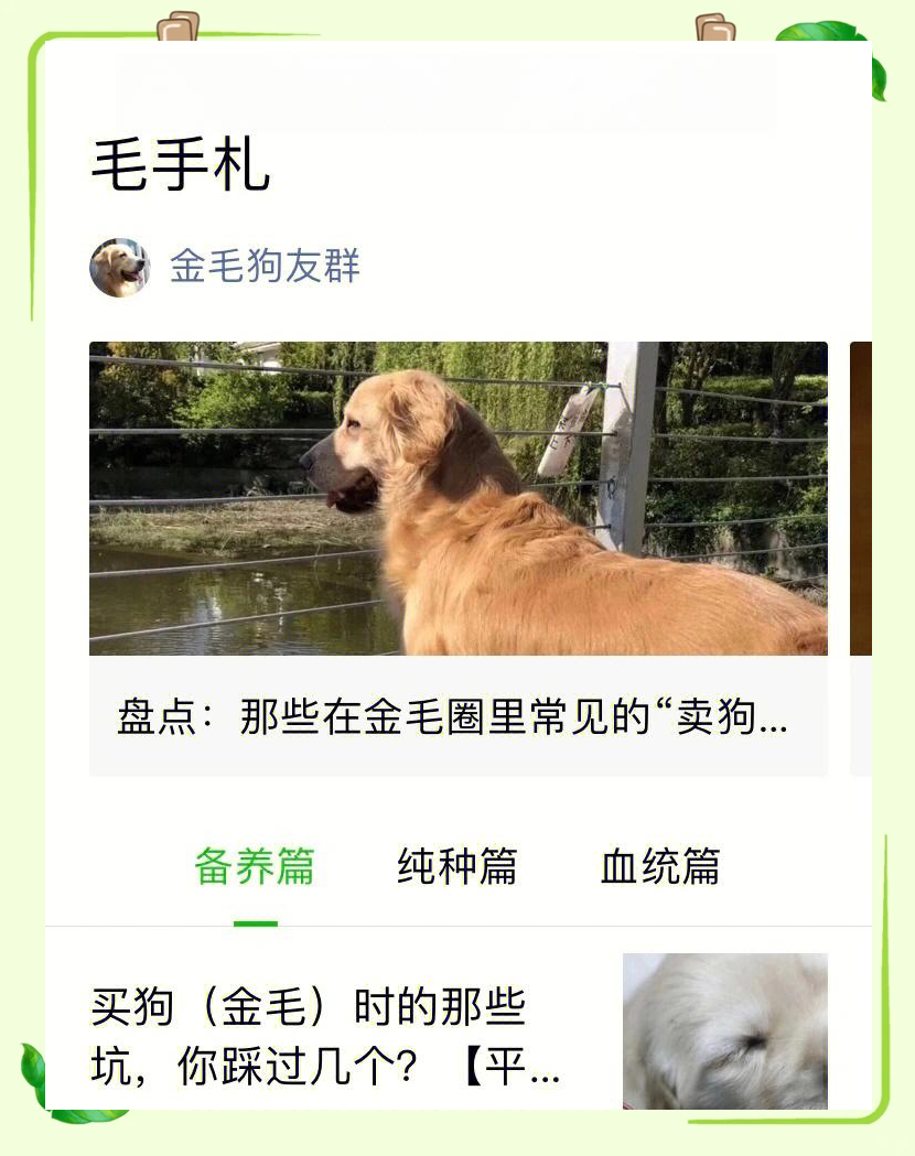 和金毛睡觉有什么影响金发与产关系，一种美丽的和谐共生-第1张图片