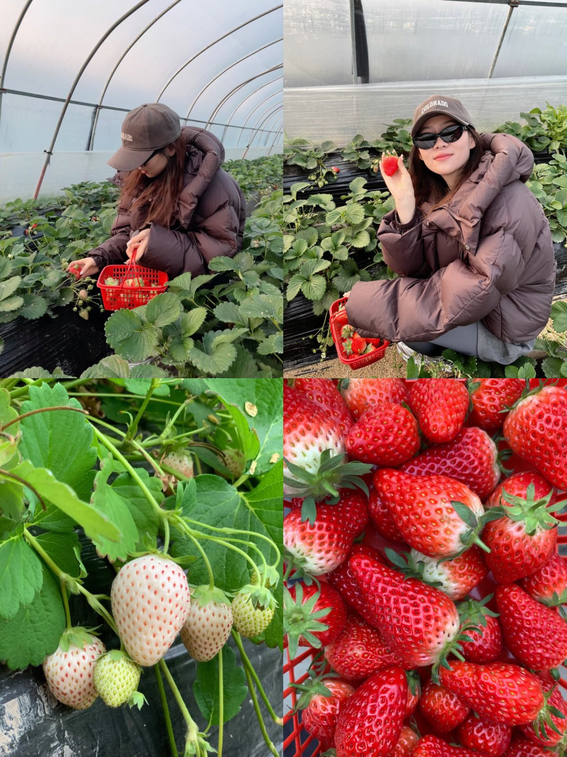草莓视频在线观看版官方草莓视频在线观看版官方——畅享高清影视，尽享精彩瞬间-第2张图片