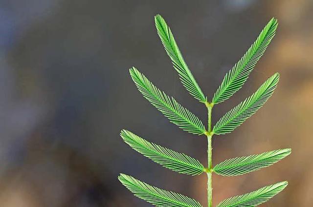 含羞草传媒4206含羞草传媒4206，探索数字时代的传媒新篇章