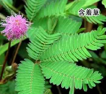含羞草传媒4206含羞草传媒4206，探索数字时代的传媒新篇章-第3张图片