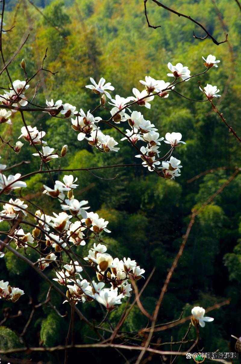 野花社区在线观看免费观看最新3中文字幕1野花社区在线观看免费资源分享-第3张图片