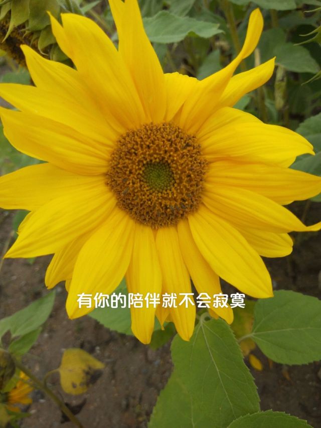 行吧有你春暖花开手机版有你，春暖花开，行吧！