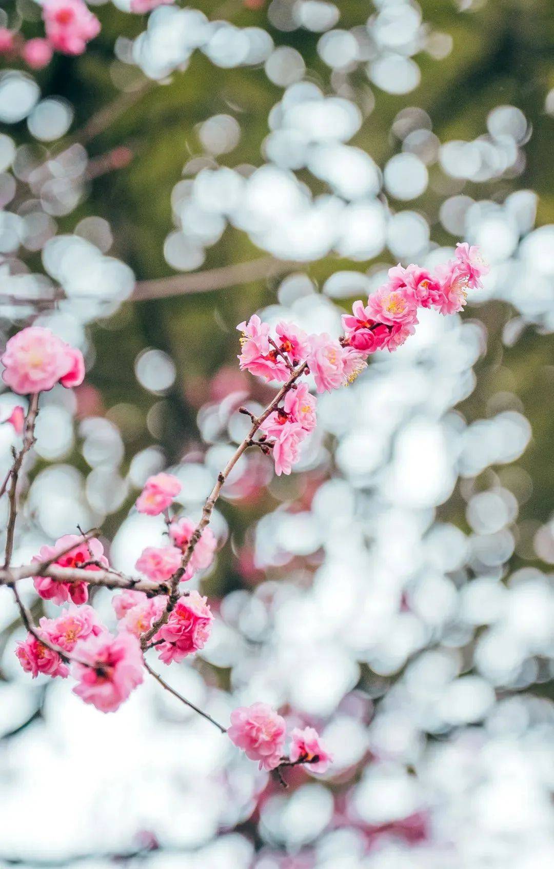 行吧有你春暖花开手机版有你，春暖花开，行吧！-第2张图片