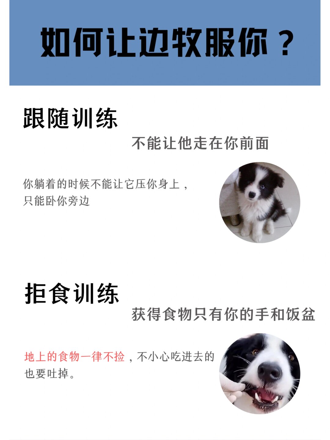 怎么训练让狗过来如何训练狗狗主动接近你-第3张图片