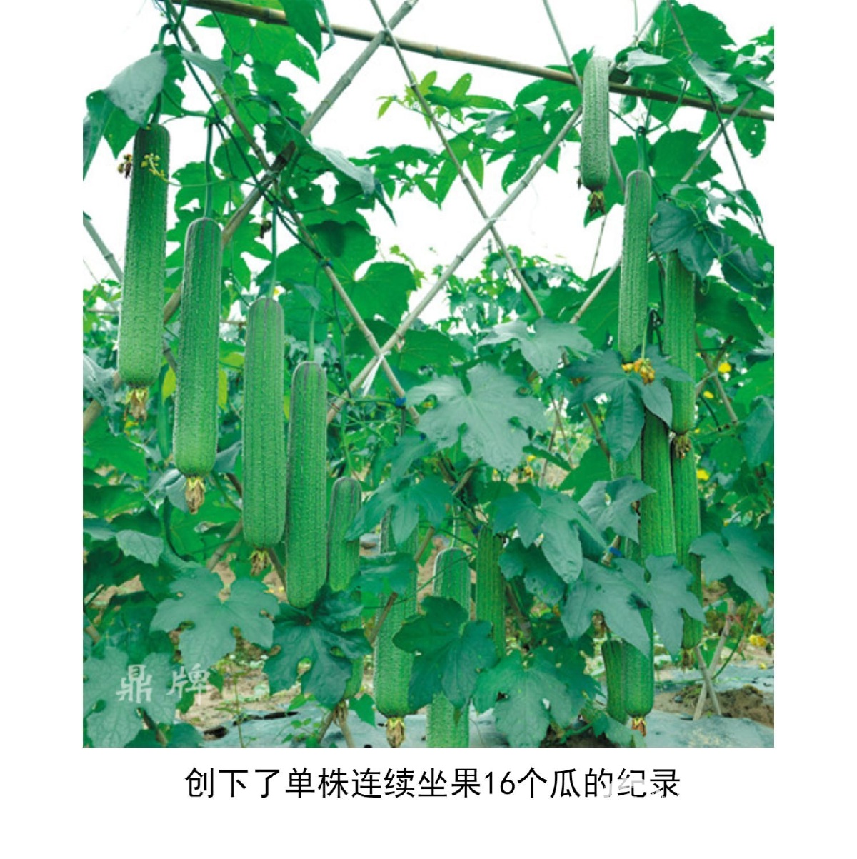 sg99.xy丝瓜视频探索sg99.xy丝瓜视频的魅力世界-第1张图片