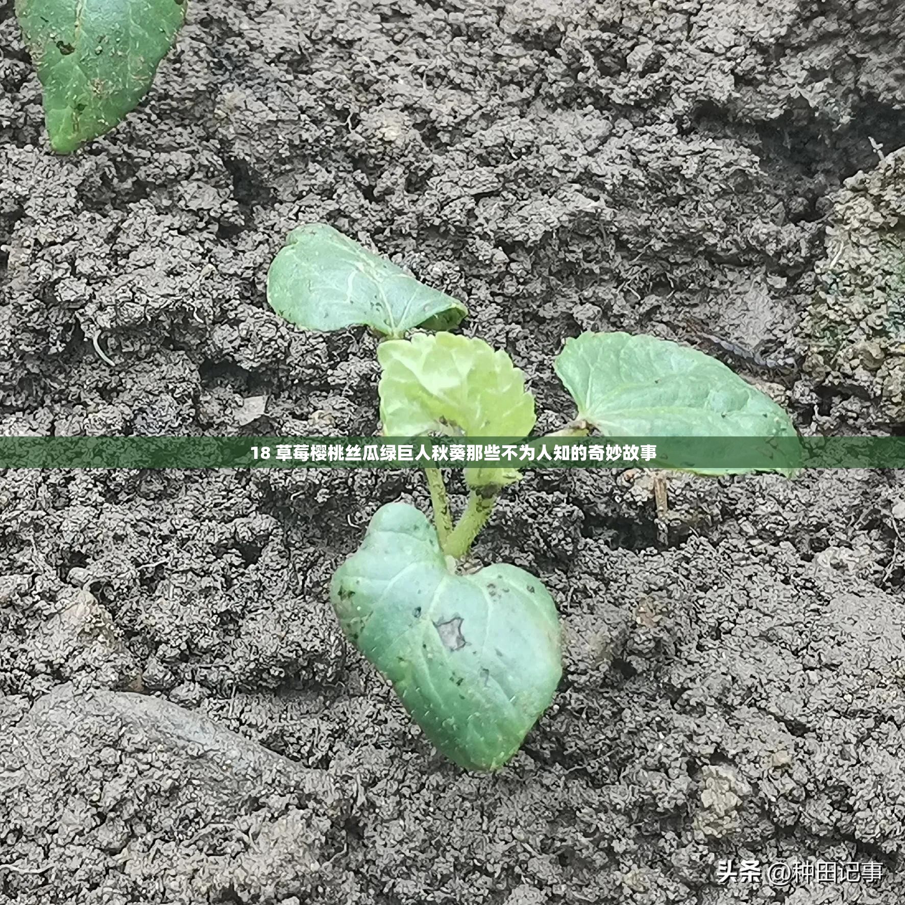 番茄黄瓜丝瓜草莓秋葵大全视频黄五彩缤纷的蔬菜盛宴——番茄、黄瓜、丝瓜、草莓与秋葵的奇妙世界
