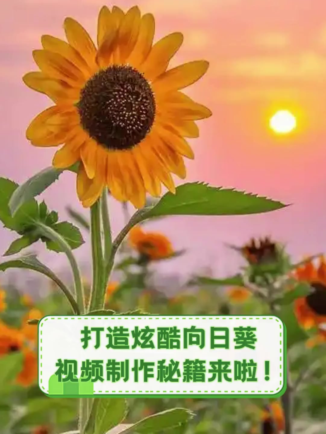 向日葵app入口在线观看免费图片向日葵APP，免费观看的在线视频新体验