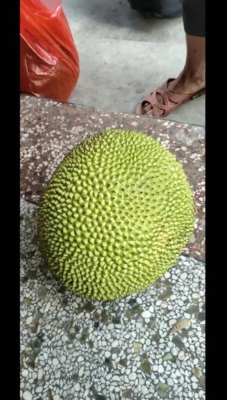 菠萝菠萝蜜在想播放菠萝蜜的魅力与免费观看的乐趣-第3张图片