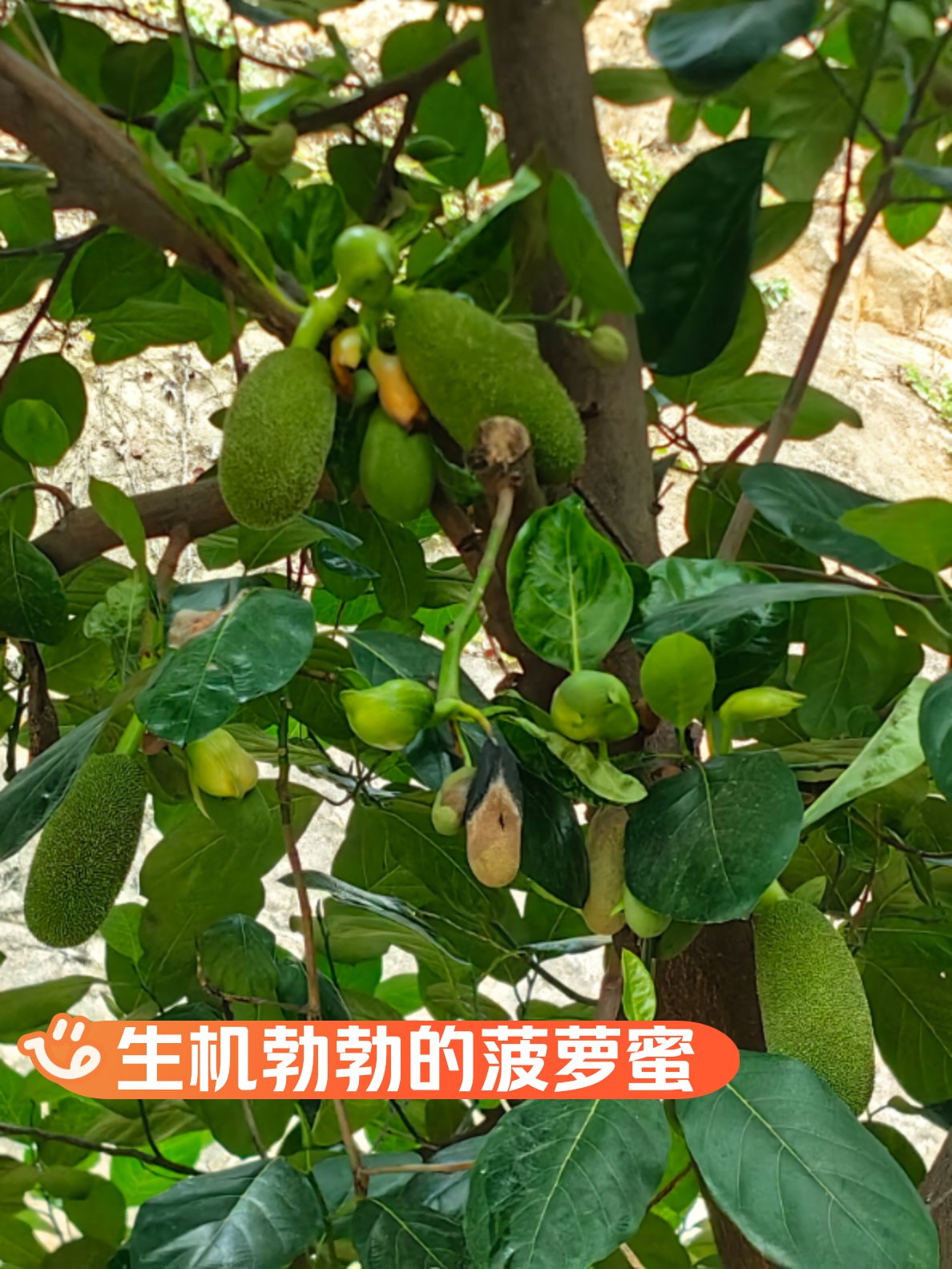 菠萝菠萝蜜高清视频在线观看免费菠萝菠萝蜜高清视频在线观看免费体验-第2张图片