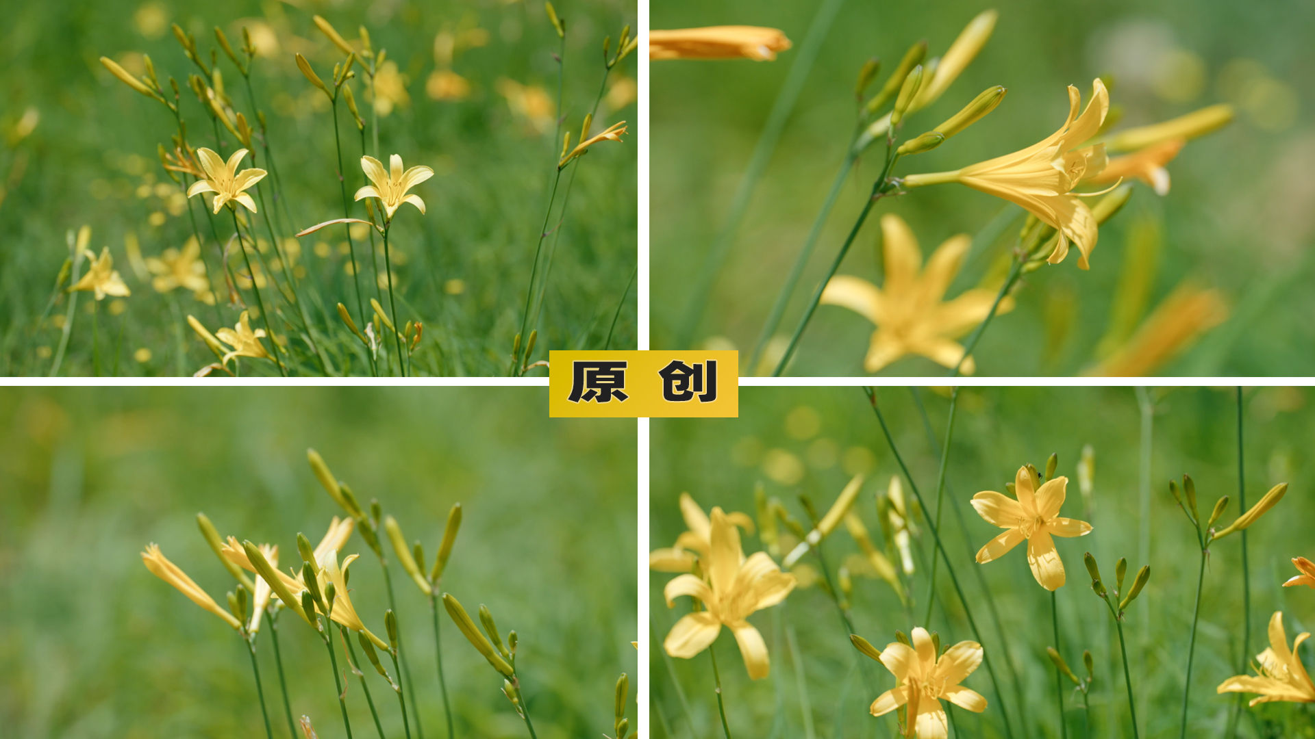 忘忧草app下载最新忘忧草app下载最新指南-第2张图片