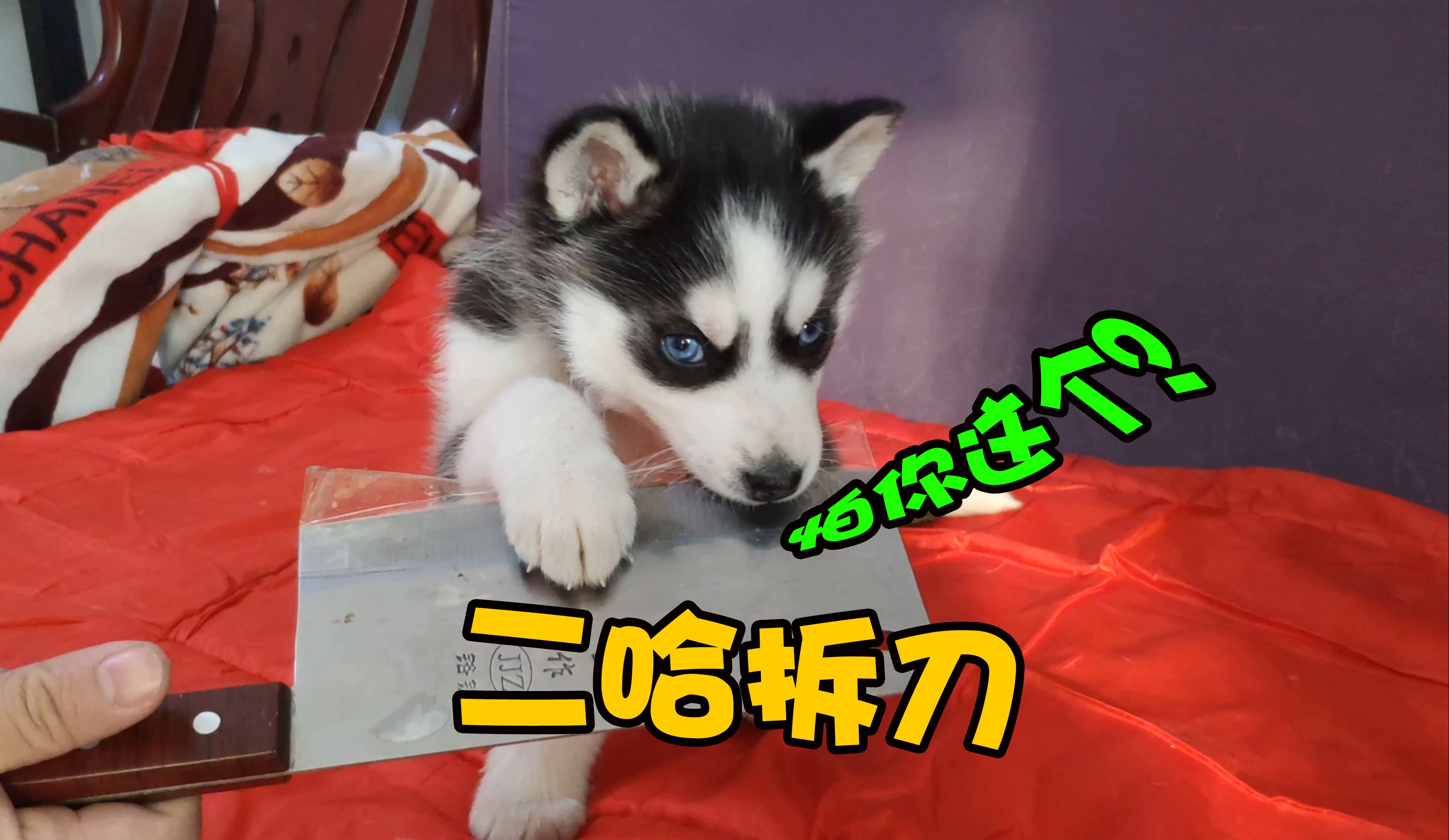 拆家的狗叫什么名字拆家之谜，探索背后的原因与应对策略