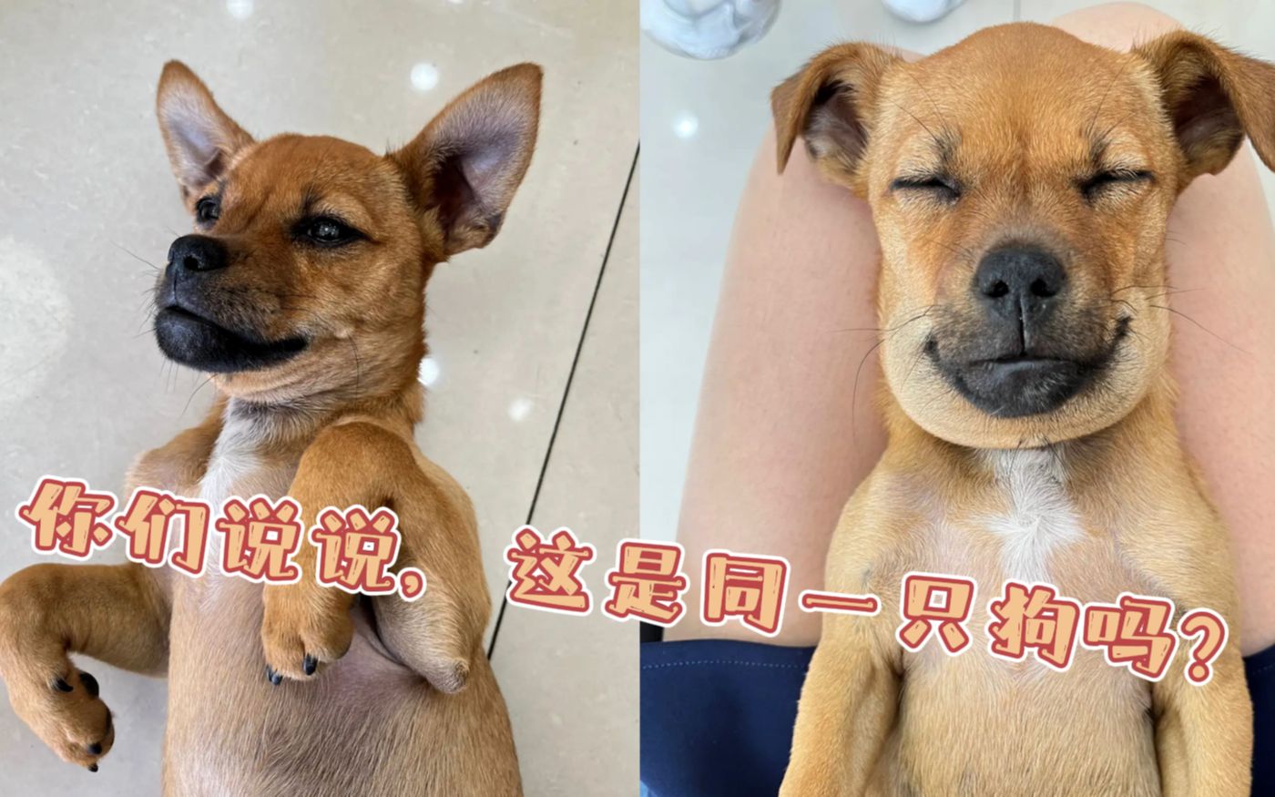 公交车上的小黄说说1000字公交车上的小黄说说