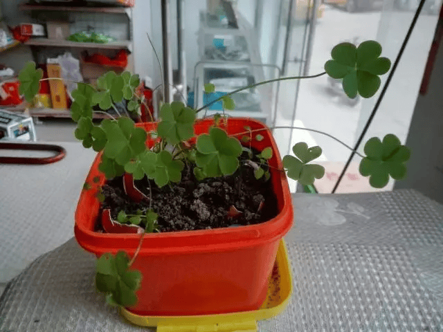 三叶草亚洲码和欧洲码区别水果三叶草亚洲码与欧洲码的差异，以水果为例的探究-第2张图片