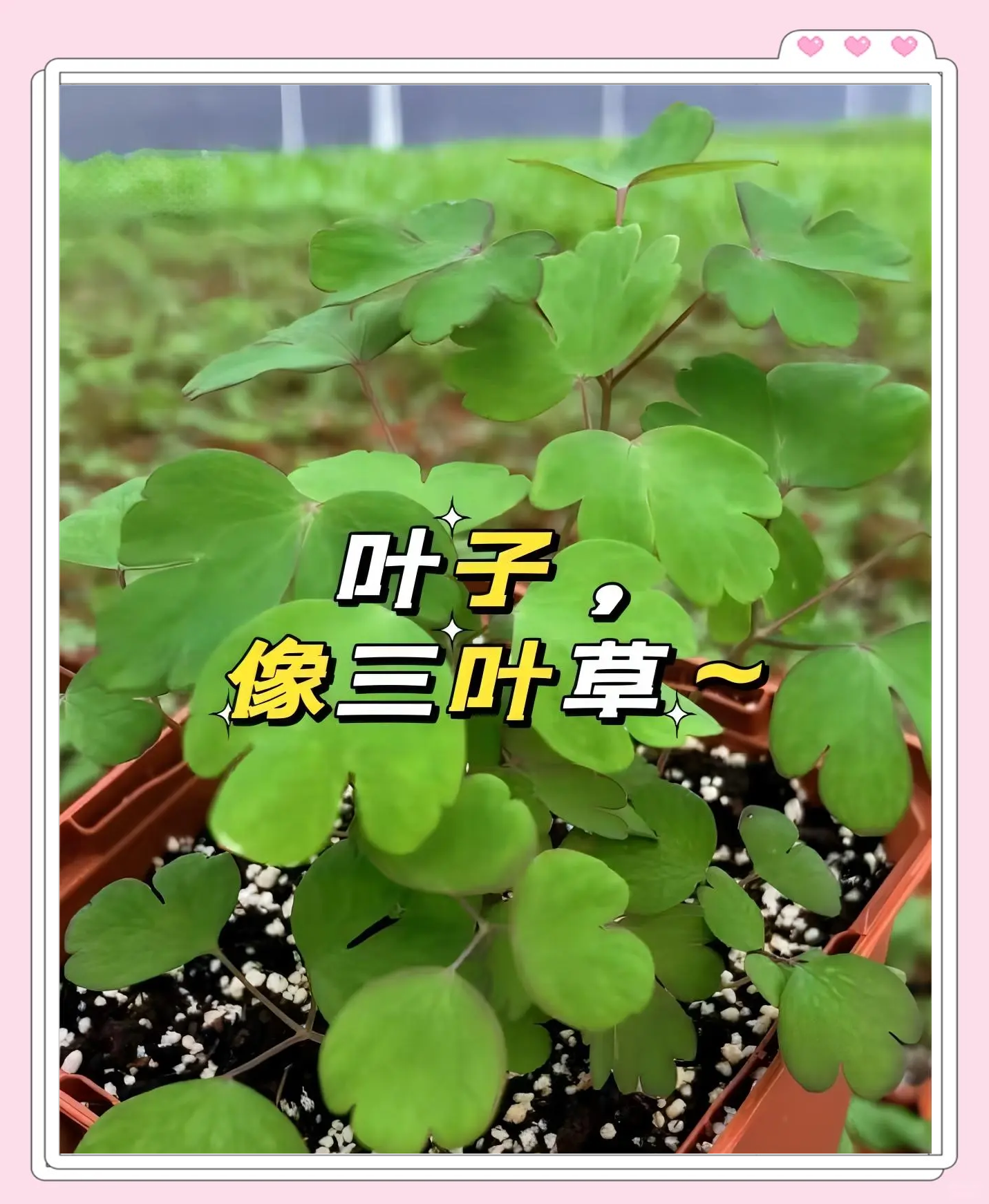 三叶草亚洲码和欧洲码区别水果三叶草亚洲码与欧洲码的差异，以水果为例的探究-第3张图片