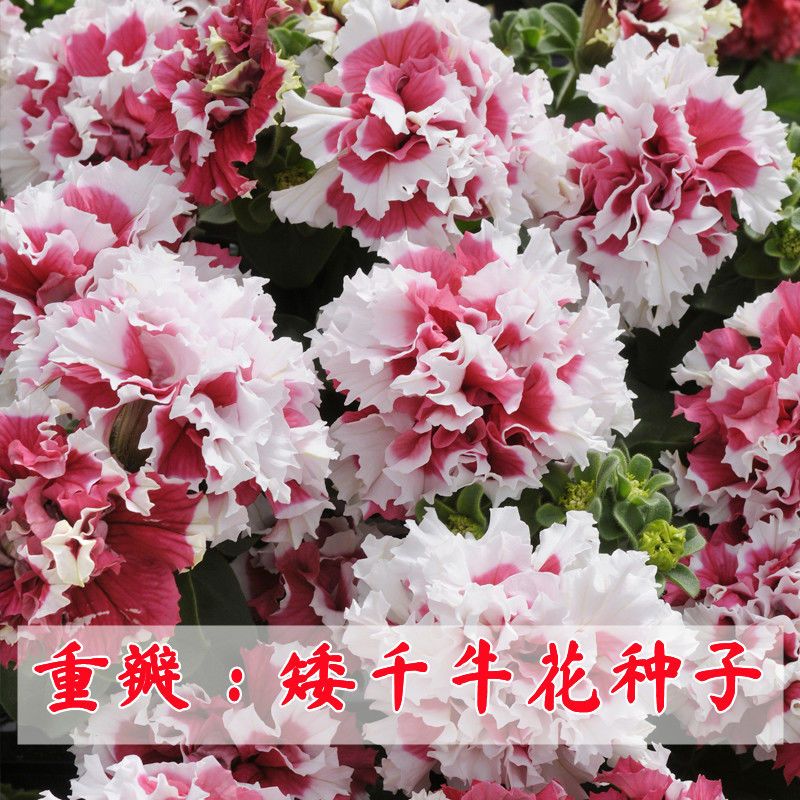 4色播探索4色播的魅力与影响