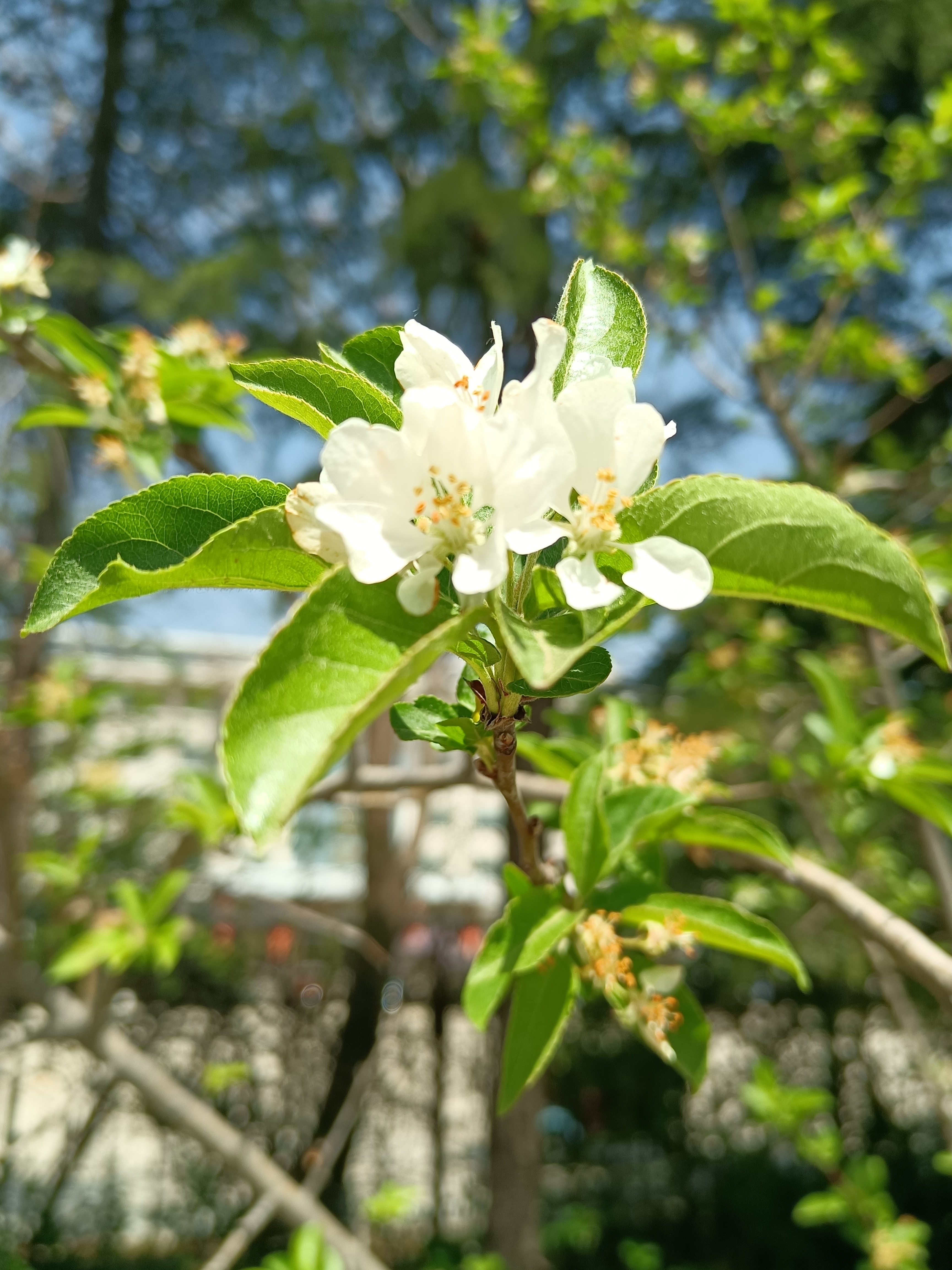 春暖花开论坛——心灵的春天，智慧的交流-第3张图片