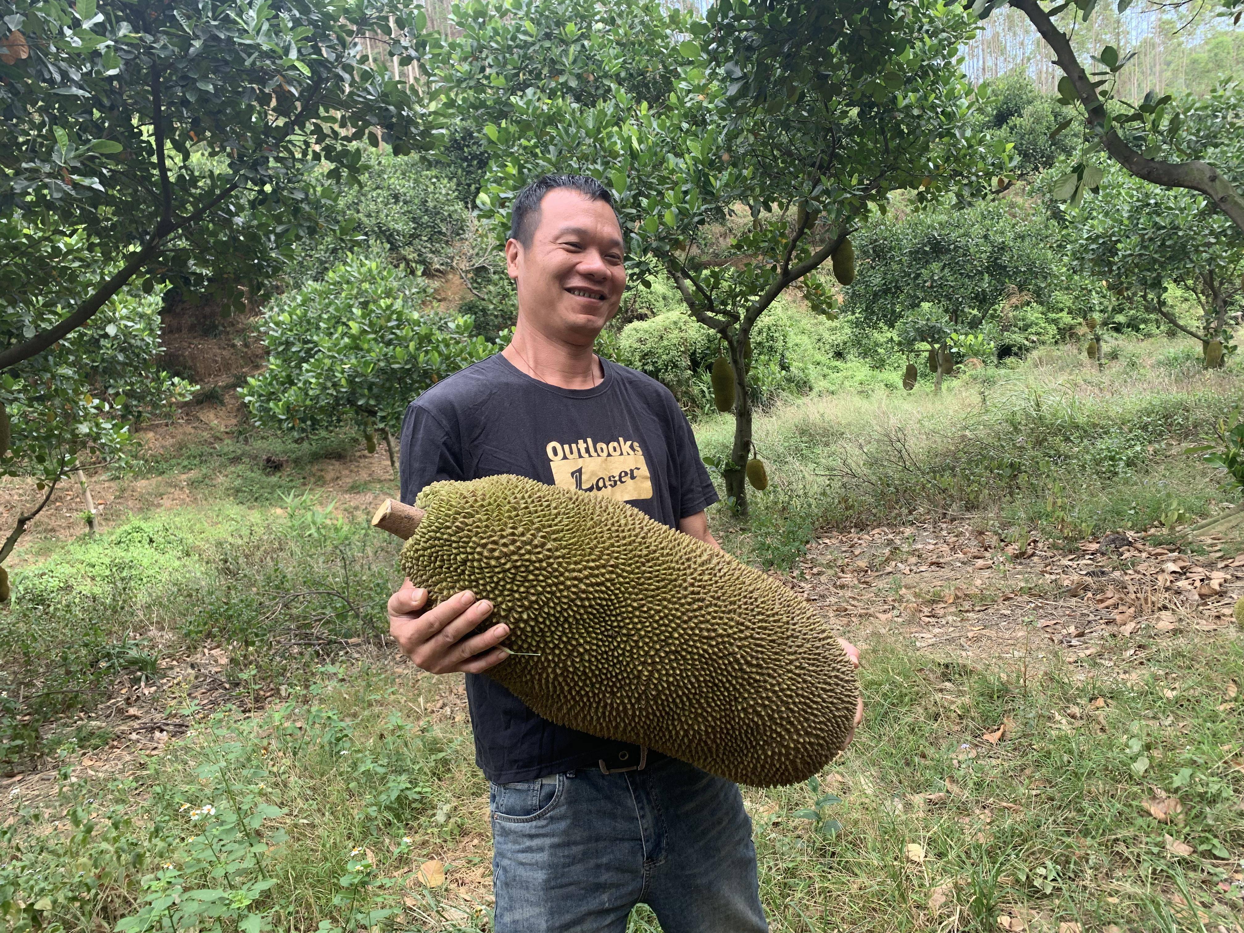 菠萝菠萝蜜视频-免费观看3菠萝菠萝蜜视频，免费观看的乐趣与体验-第2张图片