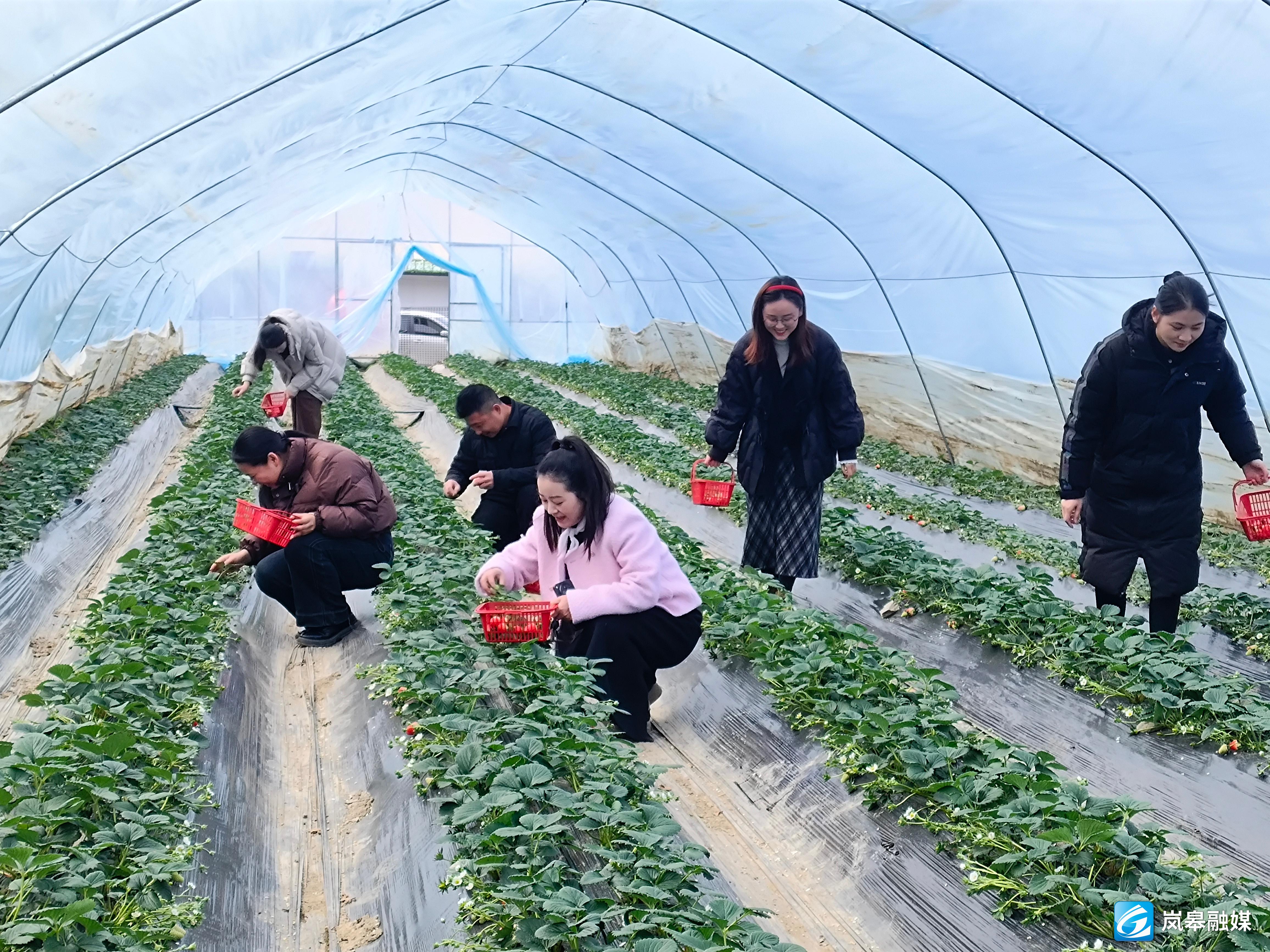 草莓视频首页探索草莓视频首页的精彩世界-第1张图片
