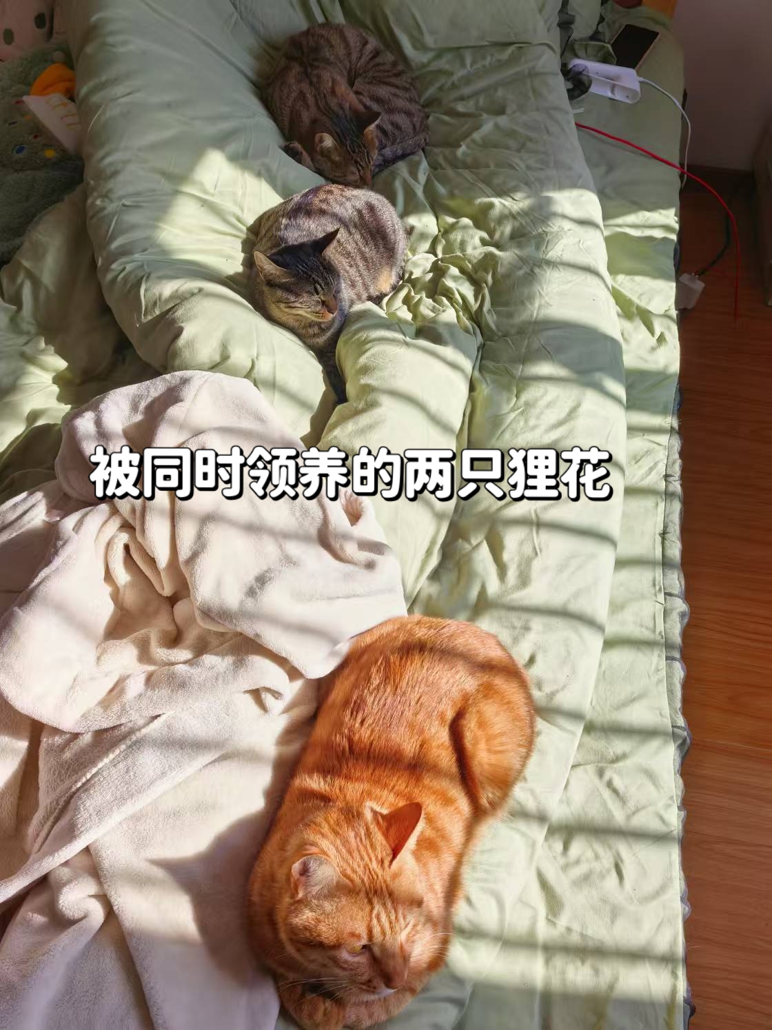 老版猫咪3.0.1老版猫咪3.0.1，回忆中的经典