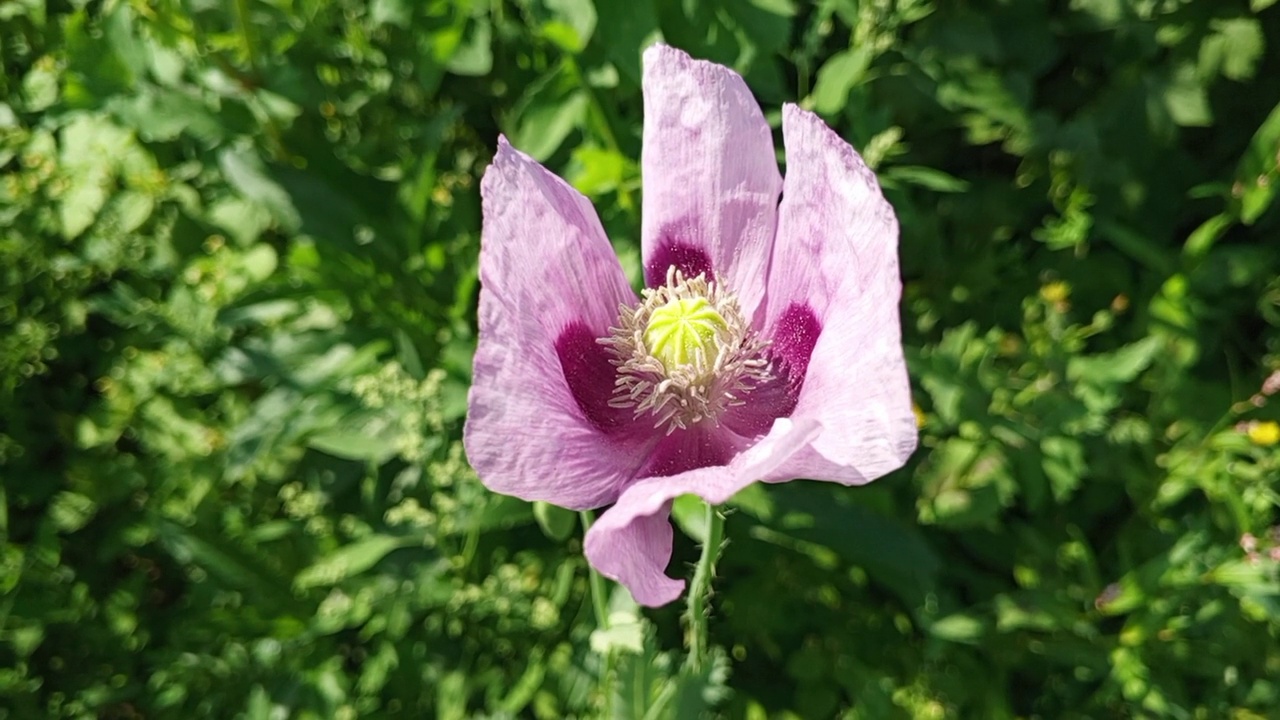 野花韩国视频在线观看野花韩国视频在线观看的探索与体验