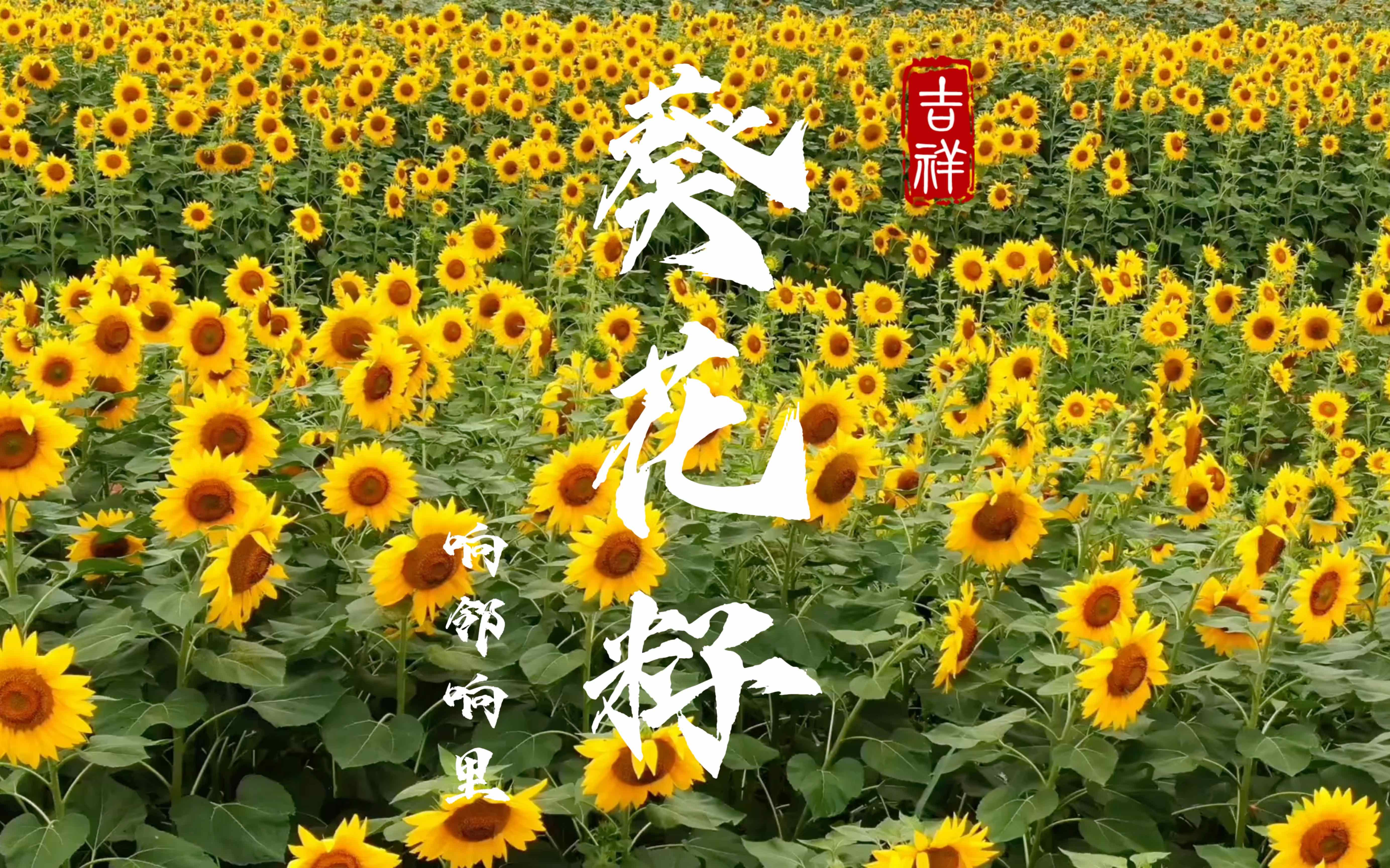 向日葵视频在线观看高清探索向日葵视频，高清在线观看的魅力-第2张图片