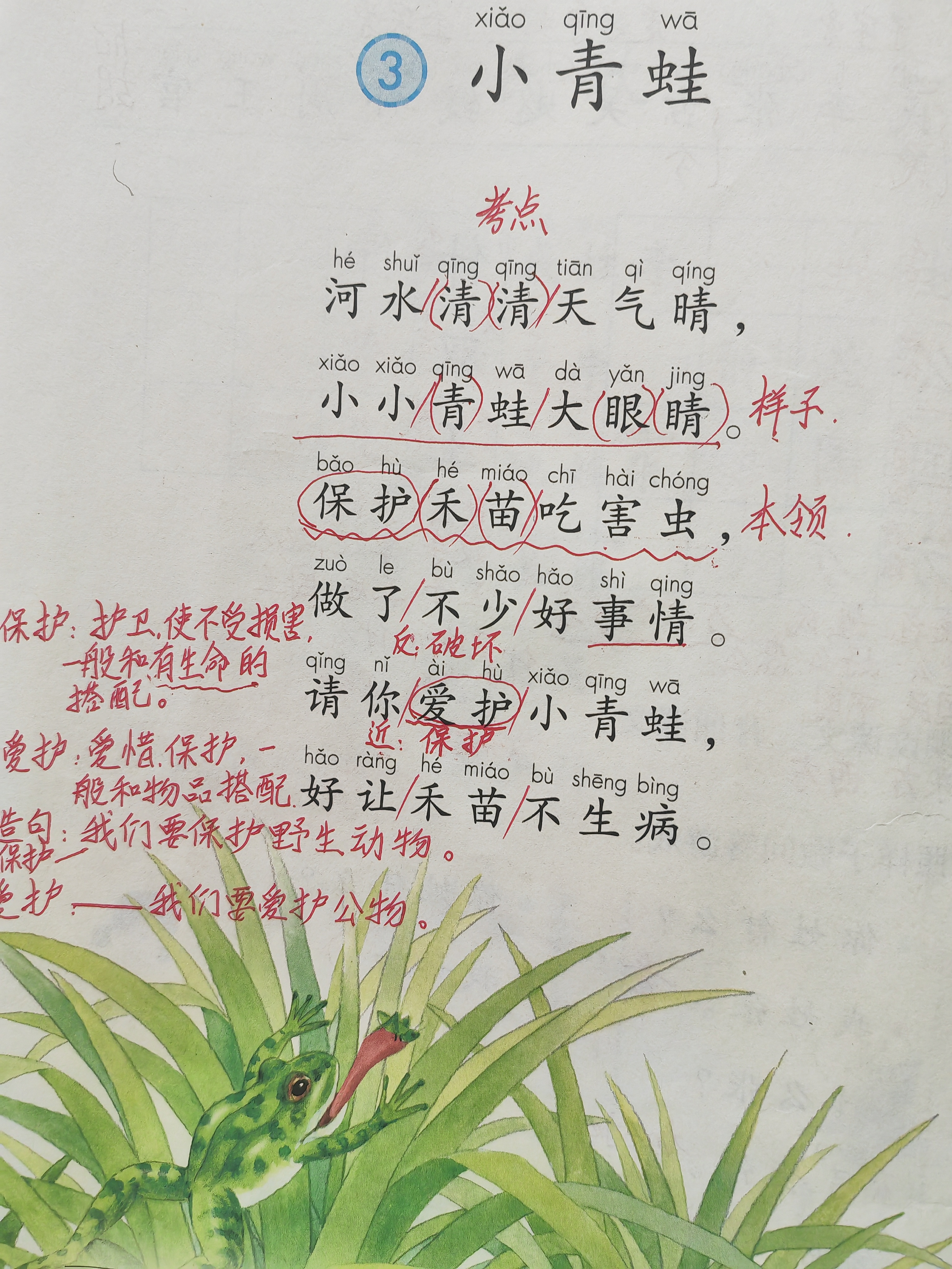 青蛙为什么会呱呱的叫青蛙为何会呱呱叫？