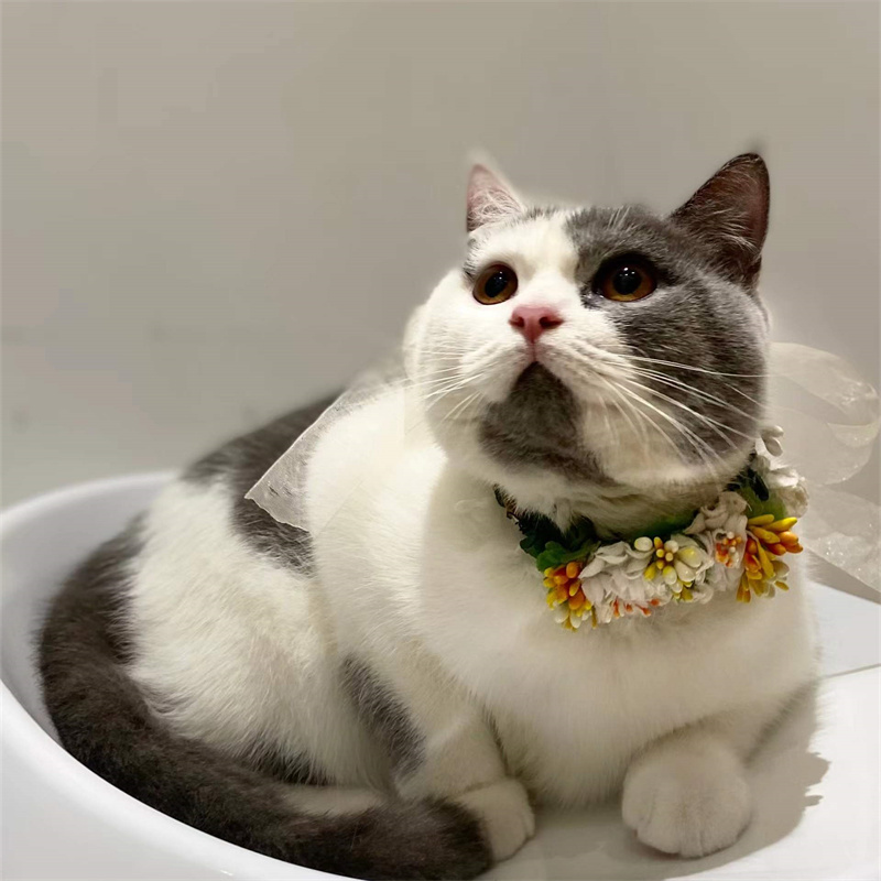 猫咪完美破解版永久猫咪完美破解版永久，探索与体验的乐趣-第2张图片