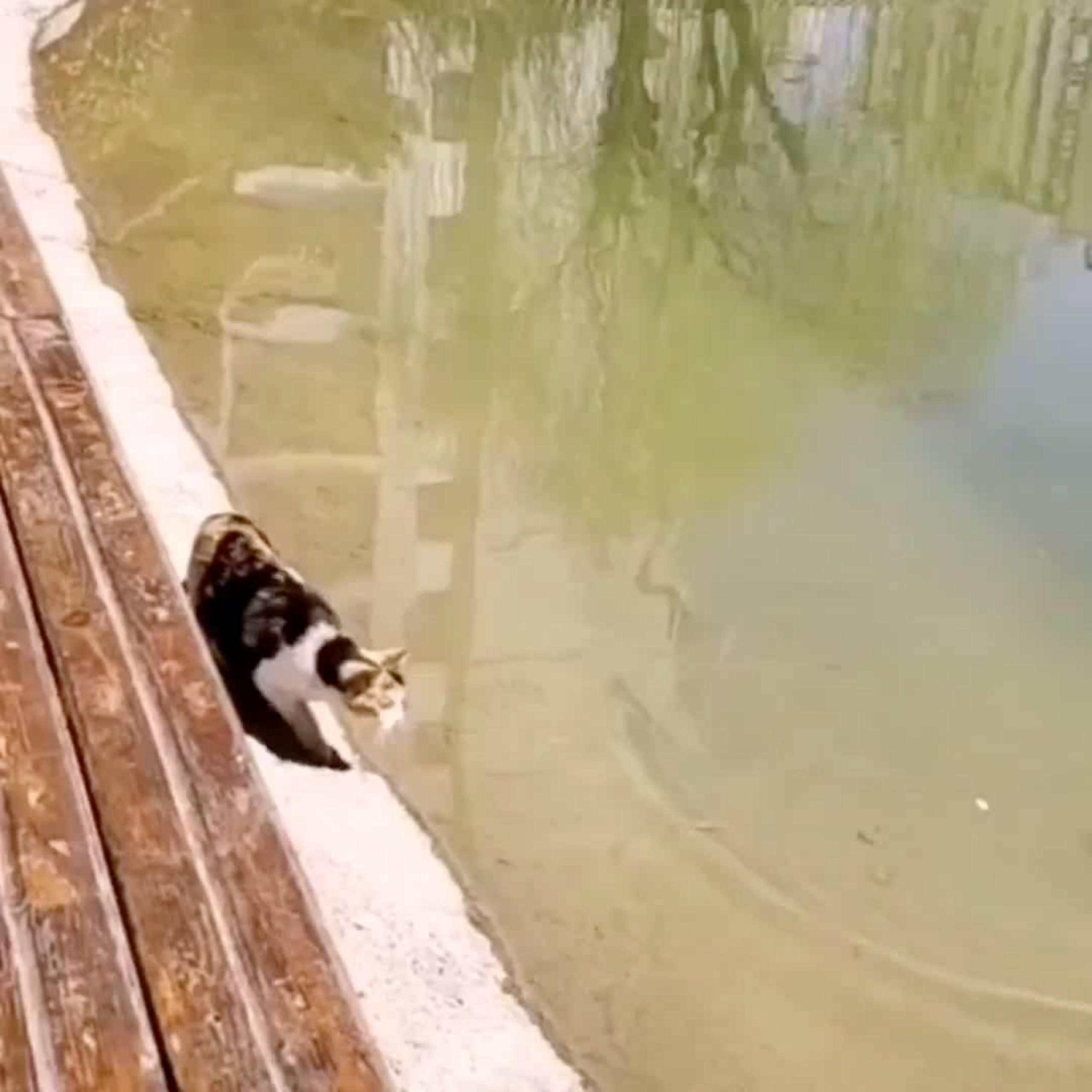 关于快猫资源分享的探讨