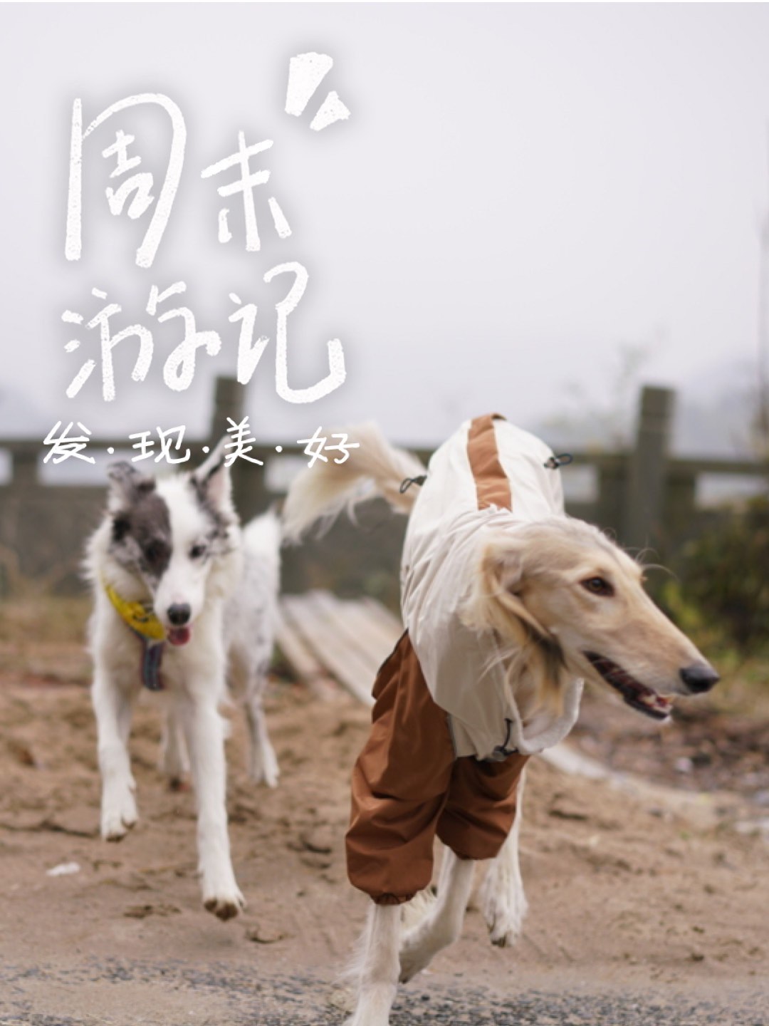 被自家狗狗C的一天——一次难忘的亲密体验